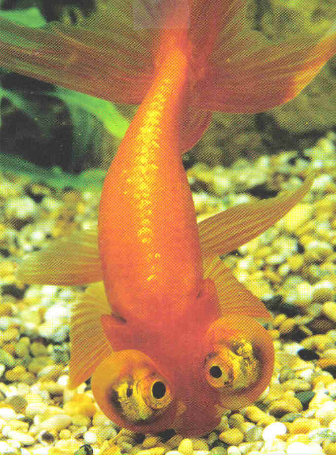 Celestial Eye Goldfish the Fancy Goldfish