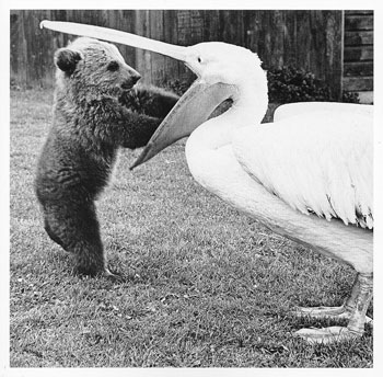 Pelican